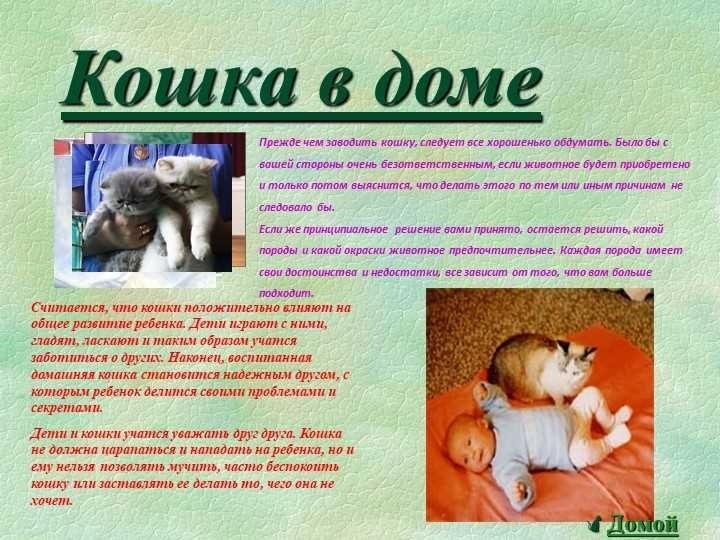 Зачем нужна кошка в квартире